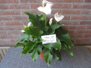 Calla 2011