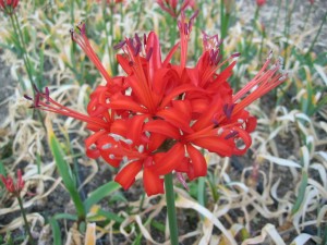 nerine-46 kopie