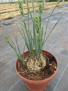 Albuca Propella