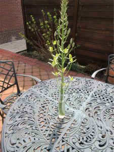 Albuca Propella